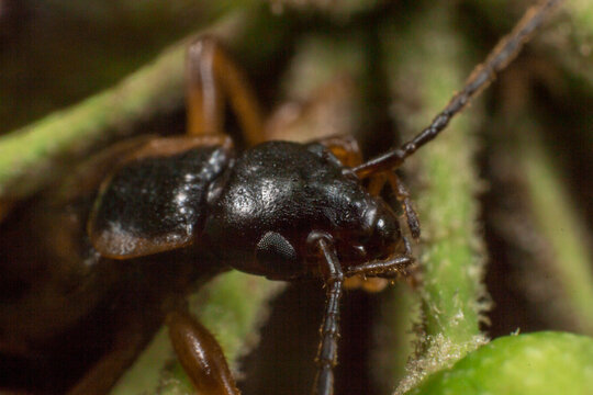 Macro close-up of European earwig Forficula auricularia on green stem, detailed pincers view