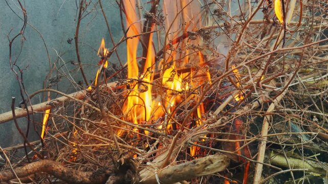 4K shot of dry wooden twigs being burnt during the winter season in the garden of the home during the winter season at Manali in Himachal Pradesh, India. Large bonfire of branches and twigs burning