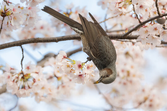 満開の桜の枝に止まる野生のヒヨドリ。春の訪れや日本の四季、お花見をテーマにした広告に最適な写真