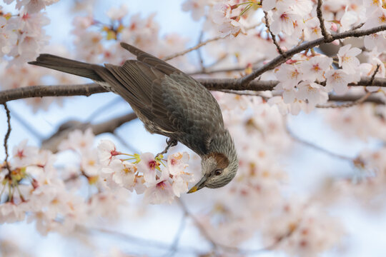 満開の桜の枝に止まる野生のヒヨドリ。春の訪れや日本の四季、お花見をテーマにした広告に最適な写真
