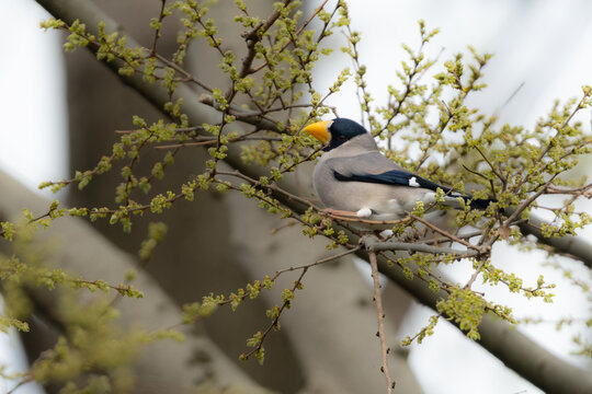 春の訪れを告げる日本の野鳥イカル。環境保全や里山の自然をテーマにした広告・Webに最適な写真