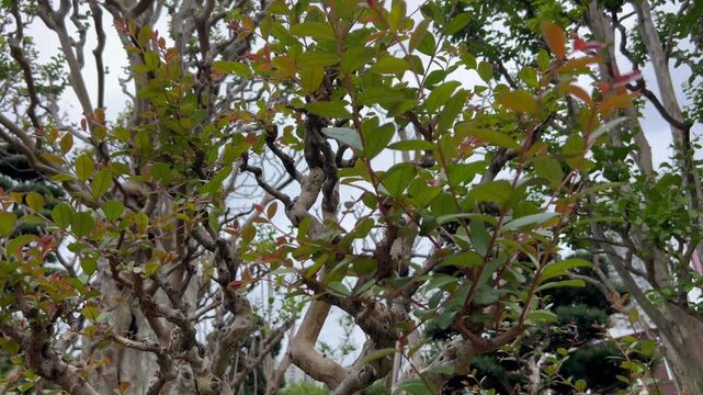 ornamental lagerstroemia indica tree with twisting trunks and green leaves in garden setting, also known as crape myrtle and crepe myrtle, concept of landscaping, botany, gardening