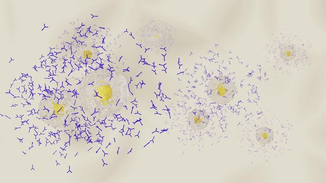 抗体を産生する形質細胞のイメージ
