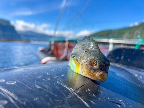 Close-up of a freshly caught lumpfish resting on a wet boat deck, sparkling water droplets, vivid blue sky and fjord behind, shallow depth of field, bright natural sunlight, crisp detail.