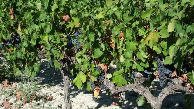 Vineyard at the foothills of Mont Ventoux, Provence, France, in the valley of the mountain village of Le Barroux. Clay-sandy soils of the Ventoux AOC vineyards. Powerful red wines.