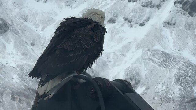 Extreme close up shot of a wild American bald eagle with open beak squawking while perched on harbor machinery.