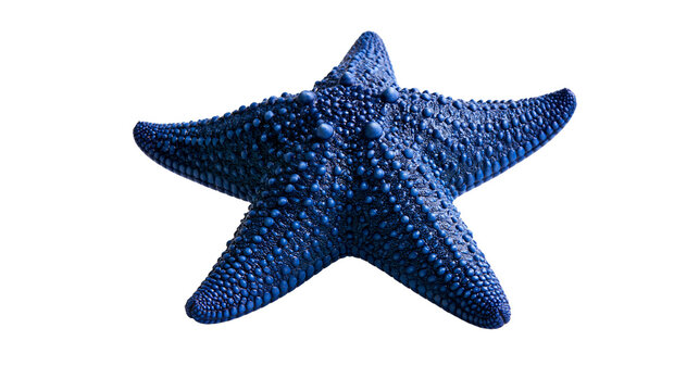 Vibrant blue starfish with textured bumpy surface and five pointed arms