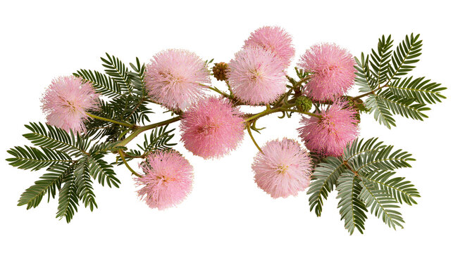 Pink fluffy mimosa pudica flower cluster on a green leafy branch