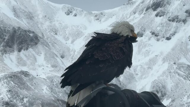 Close up b-roll of a wet wild bald eagle leaning forward and looking down over snow-covered mountains.