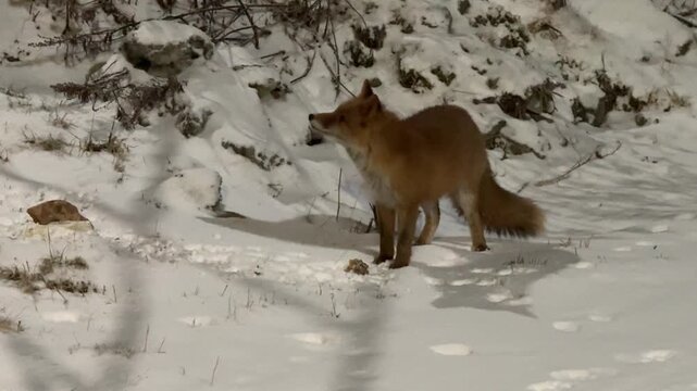 Nighttime wildlife shot of a red fox standing alert on a fresh snow bank near dry winter brush.