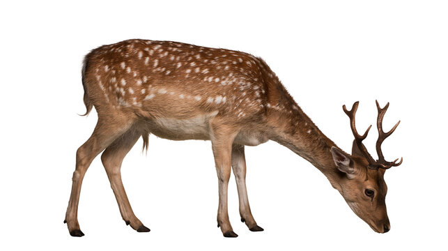 Spotted fallow deer buck with small antlers grazing