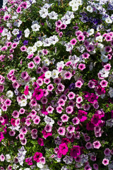 Obraz premium Fläche mit blühenden Petunien (Petunia), Hintergrundbild