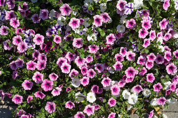 Fototapeta premium Fläche mit blühenden Petunien (Petunia), Hintergrundbild