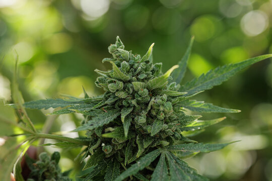 Cannabis Bud Macro Closeup on Outdoor Cultivation Farm Plant