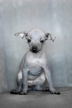 Xoloitzcuintli Xolo Mexican Hairless Dog grey puppy looking curiously at camera, background