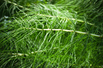 Fototapeta premium Fresh green stems sway gently in natural light