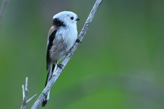 Long-tailed tit, cute little bird on the branch