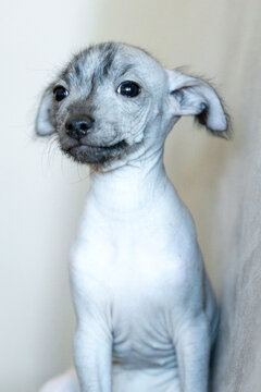 Xoloitzcuintli Xolo Mexican Hairless Dog grey puppy looking curiously at camera, background