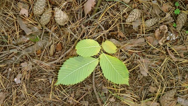 Overhead forest floor with young green sapling amid pine needles cones and twigs in soft diffuse light