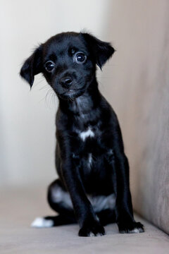Xoloitzcuintli coated Xolo Mexican Hairless Dog puppy with soft black fur, tilting head curiously