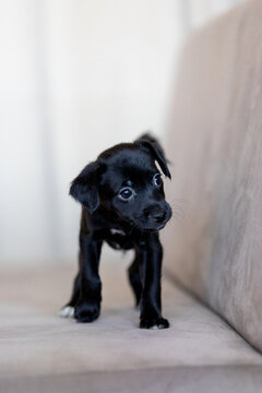 Xoloitzcuintli coated Xolo Mexican Hairless Dog puppy with soft black fur, looking curiously