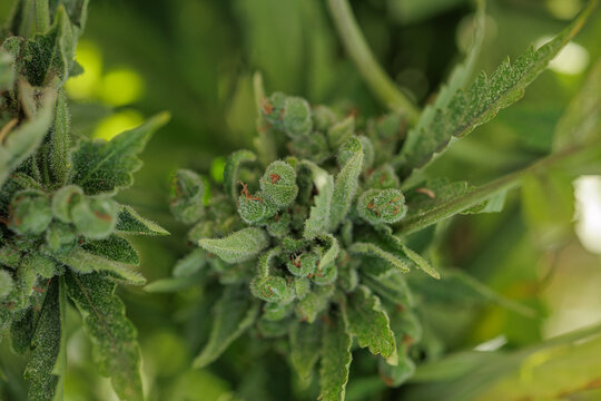 Cannabis Bud Macro Closeup Showing Trichomes On Fresh Green Leaves