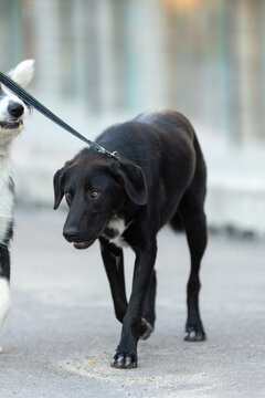 black mixed breed dog walking on leash along a city street in soft daylight