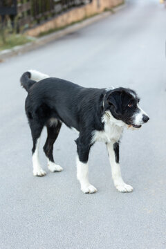 profile of black and white wirehaired mixed breed dog standing on asphalt street