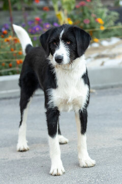 alert black and white wirehaired mixed breed dog standing