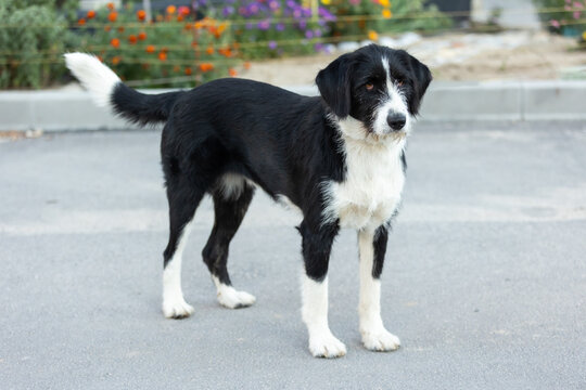 alert black and white wirehaired mixed breed dog standing