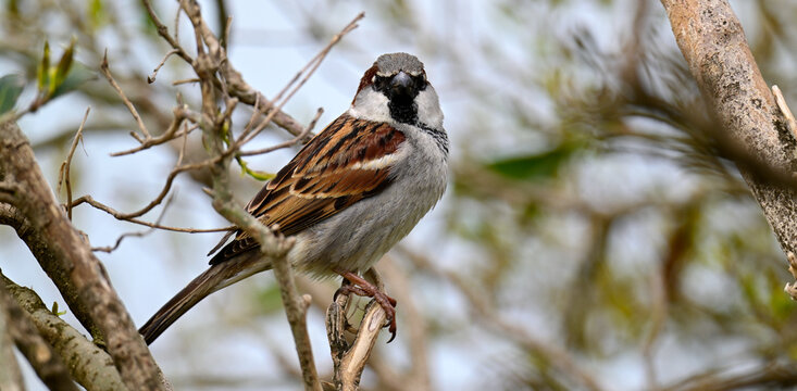 House sparrow // Haussperling (Passer domesticus)