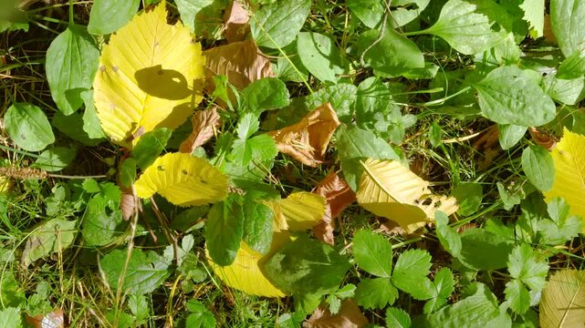 Top-down close view of forest floor with fallen yellow leaves among green groundcover under sunlight
