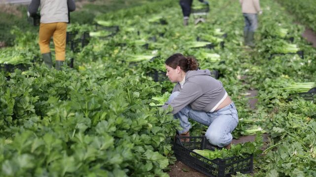 Hired girl worker with team in field harvesting celery. Seasonal work, migrant workers, harvesting. Local Spanish vegetable production, agro-industrial holding, business ecosystem. 
