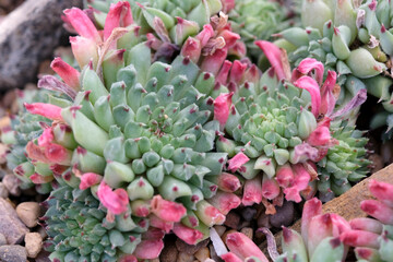 Fototapeta premium Red and green Sempervivum tectorum monstrose, monstrous houseleek succulent.