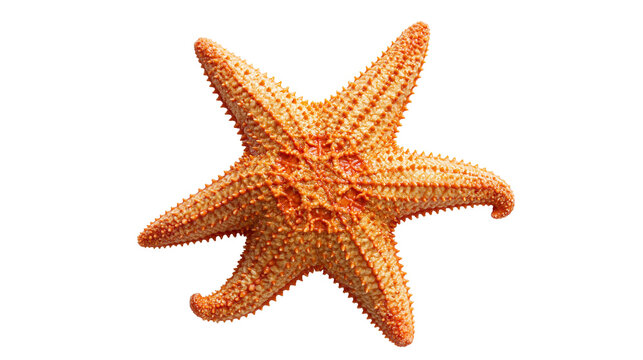Orange spiky starfish with textured surface and five arms