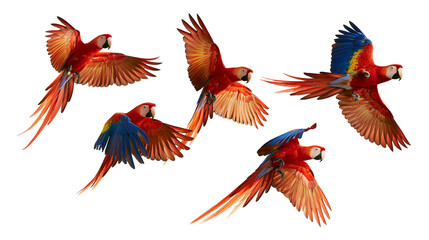 Fototapeta premium Multiple scarlet macaws in flight with vibrant red blue and yellow plumage