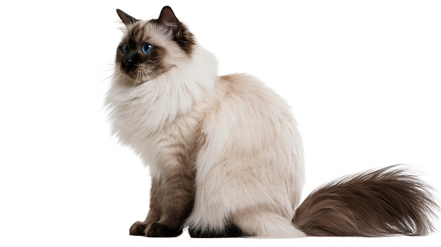Fluffy Birman cat with blue eyes and dark brown points sitting in profile