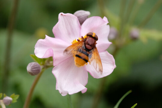A hornet mimic hoverfly sitting on a Japanese Anemone.