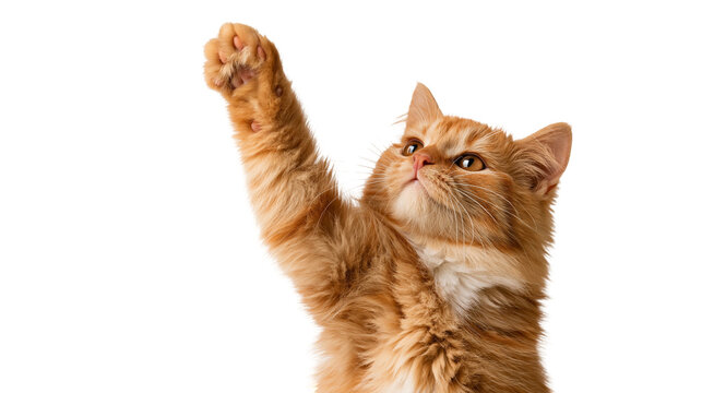 Fluffy ginger cat reaching up with one paw extended