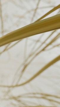 Close-up of dry grass blades with soft focus natural texture