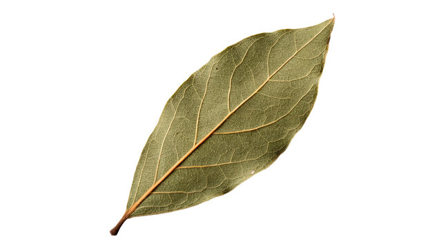 Single dry green bay laurel leaf spice isolated on transparent background.