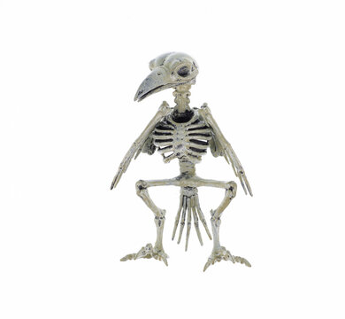 Halloween crow skeleton isolated on a white background