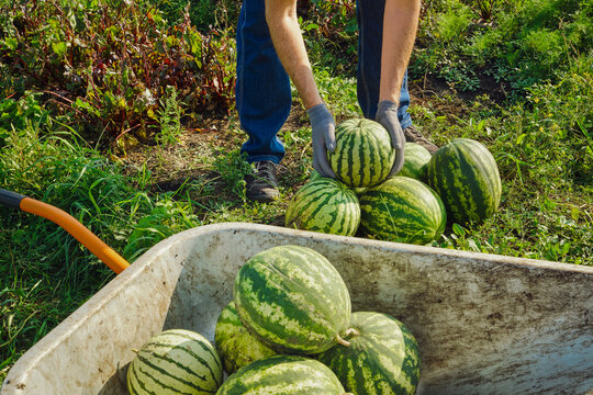 Farmer in gloves harvesting ripe watermelons from garden, placing them into wheelbarrow