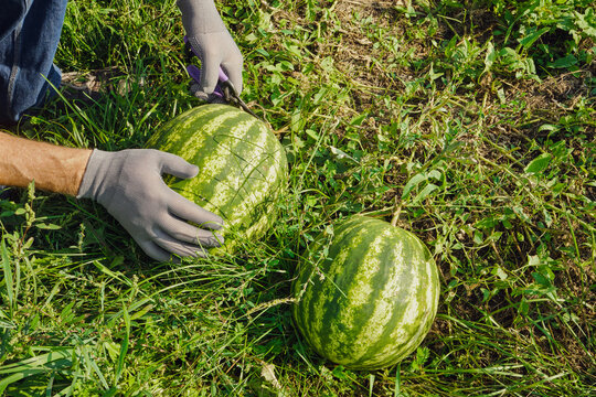 Person wearing gloves cutting ripe watermelon from its vine on sunny day
