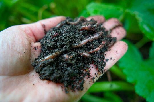 Handful of live compost worms in rich organic soil for sustainable gardening and vermicomposting