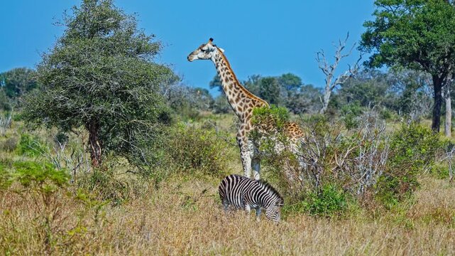 Handheld, giraffe stands among bushland while a zebra grazes nearby in a South African wildlife reserve. Natural footage suitable for African wildlife, safari, herbivore and habitat themes