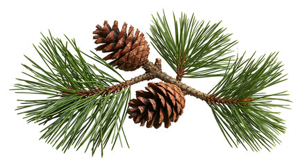 Two brown pine cones on a green needle branch © Isadora