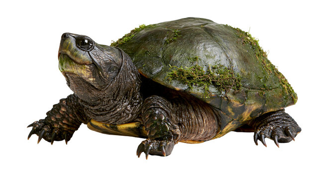 Common snapping turtle with mossy shell and sharp claws