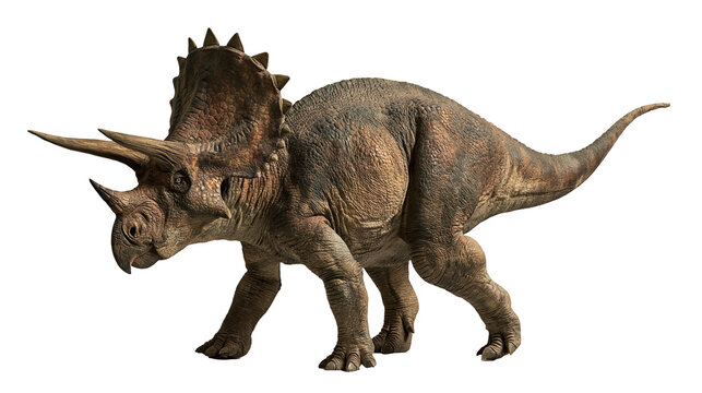 Triceratops dinosaur with textured brown skin and large bony frill
