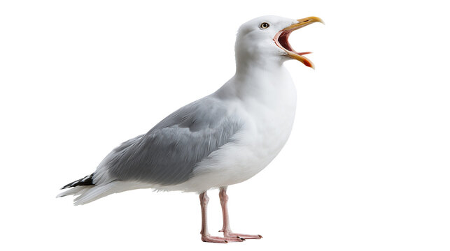 Herring gull standing with open beak and grey wings